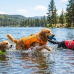 Best Dog Life Jackets in 2026: 6 Tested-by-Experts Picks and a Fit Guide Best Dog Life Jackets